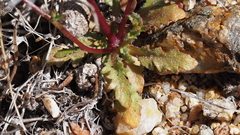 Nemacladus pinnatifidus