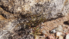 Nemacladus pinnatifidus