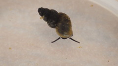 Fontigens nickliniana