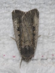 Athetis striolata