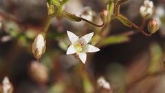 Nemacladus pinnatifidus