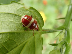 Asphaera discicollis