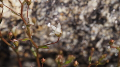 Nemacladus pinnatifidus