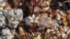 Nemacladus pinnatifidus