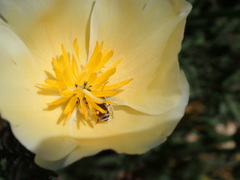 Lasioglossum sisymbrii