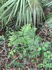 Pteridium aquilinum