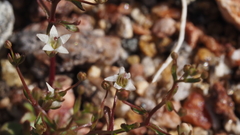 Nemacladus pinnatifidus