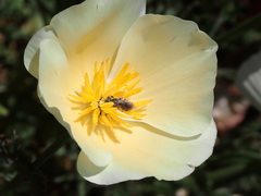 Lasioglossum sisymbrii