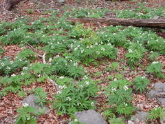 Cardamine kitaibelii