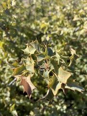 Berberis higginsiae