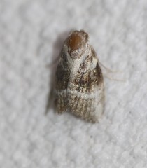 Acatapaustus metallopa