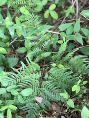 Pteridium aquilinum
