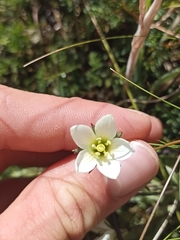 Gentianella bellidifolia