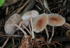 Gymnopus dysodes