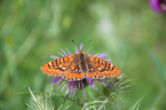 Euphydryas aurinia beckeri