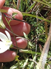 Gentianella bellidifolia