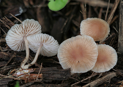 Gymnopus dysodes
