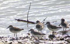 Calidris pusilla