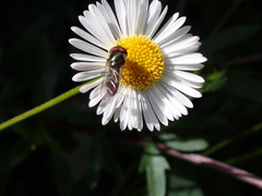 Platycheirus trichopus