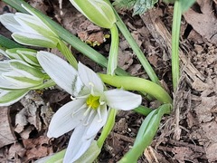 Ornithogalum navaschinii
