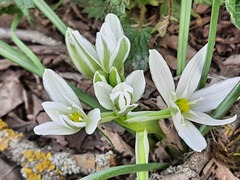 Ornithogalum navaschinii