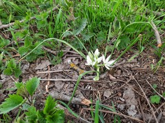 Ornithogalum navaschinii
