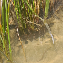 Nerodia sipedon williamengelsi