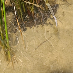 Nerodia sipedon williamengelsi