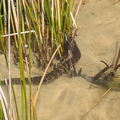 Nerodia sipedon williamengelsi