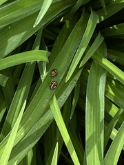 Coleoptera