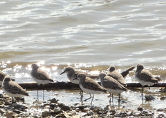 Calidris pusilla