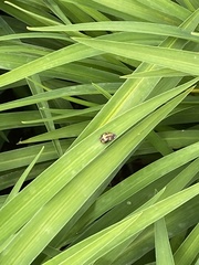 Coleoptera