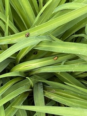Coleoptera