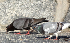 Columba livia