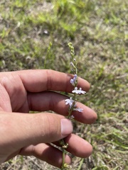Lobelia appendiculata