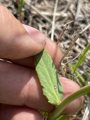 Lobelia appendiculata