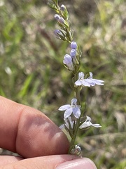 Lobelia appendiculata