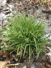 Carex prasina