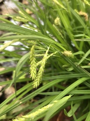 Carex prasina
