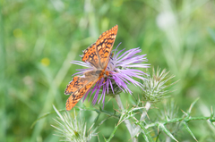 Euphydryas aurinia beckeri