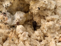Bufo bankorensis