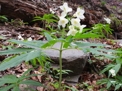 Cardamine kitaibelii
