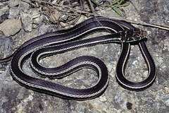 Masticophis taeniatus