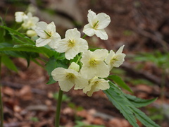 Cardamine kitaibelii