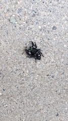 Phidippus audax