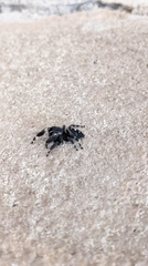 Phidippus audax