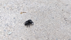 Phidippus audax