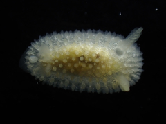 Atalodoris