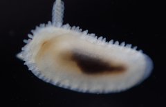Atalodoris