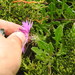 Centaurea susannae - Photo (c) Duarte Frade, some rights reserved (CC BY), uploaded by Duarte Frade